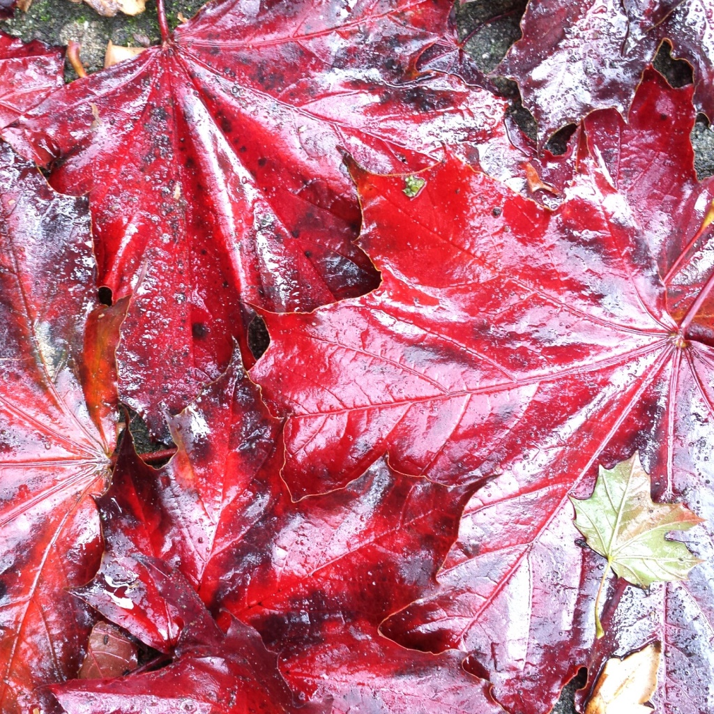 Lichtpuntje 2010 Inspiratie Zo mooi is de herfst