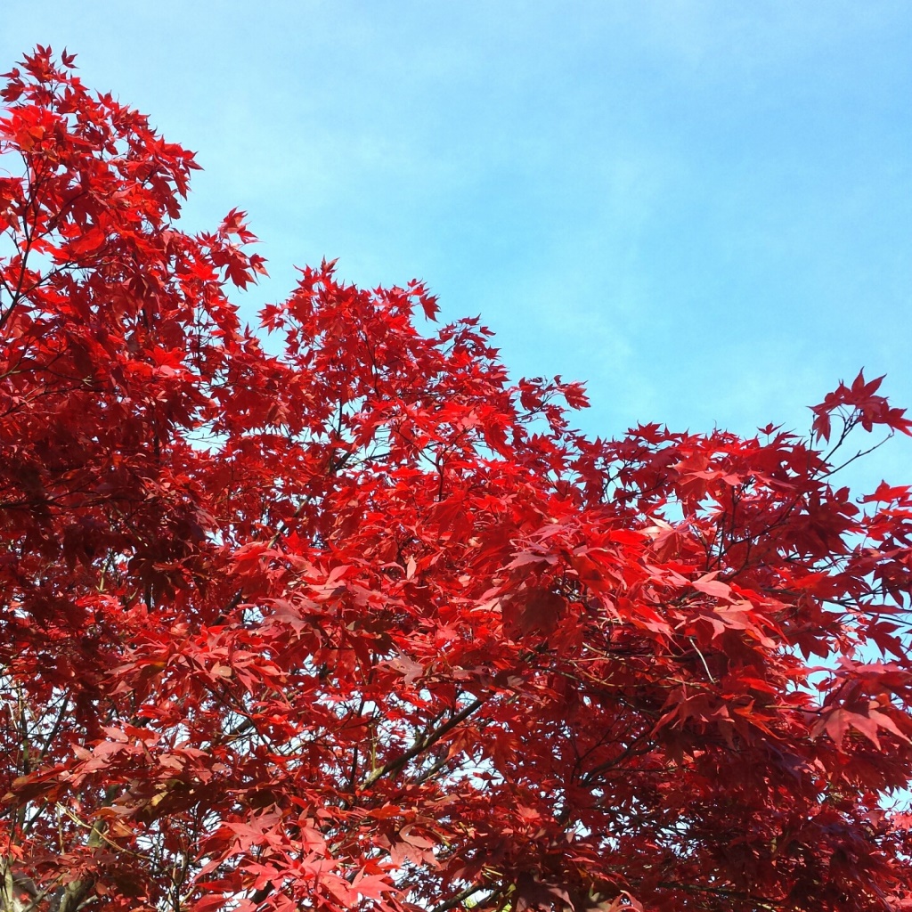 Lichtpuntje 2010 Inspiratie Zo mooi is de herfst